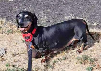Enlarge Cooper, a Adoptable mixed breed in Seattle, WA image 3/3