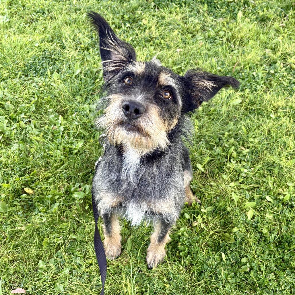 Mina, Adoptable, Young Female Mixed Breed.