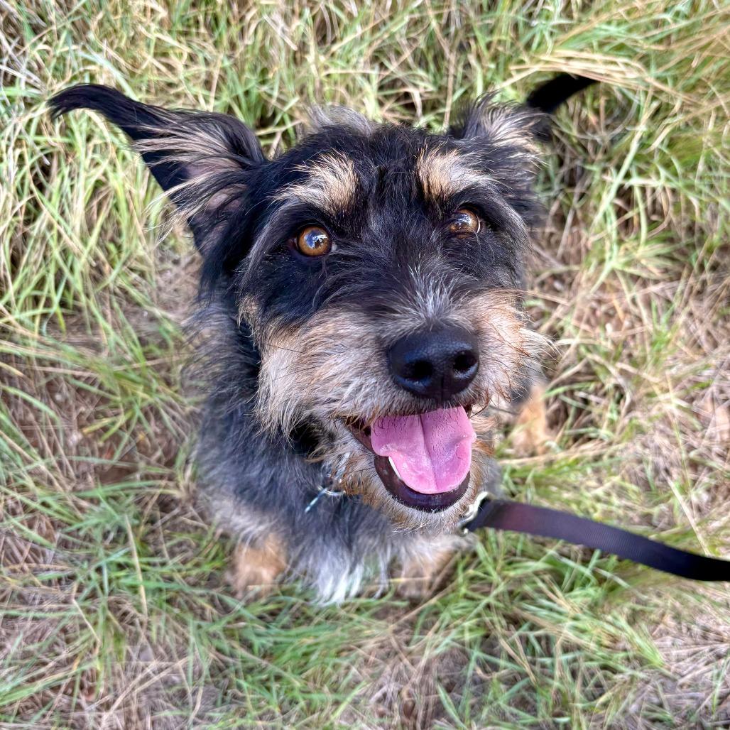 Enlarge Mina, a Adoptable Mixed Breed in Glenwood Springs, CO image 2/6