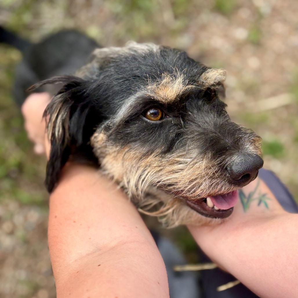 Enlarge Mina, a Adoptable Mixed Breed in Glenwood Springs, CO image 3/6