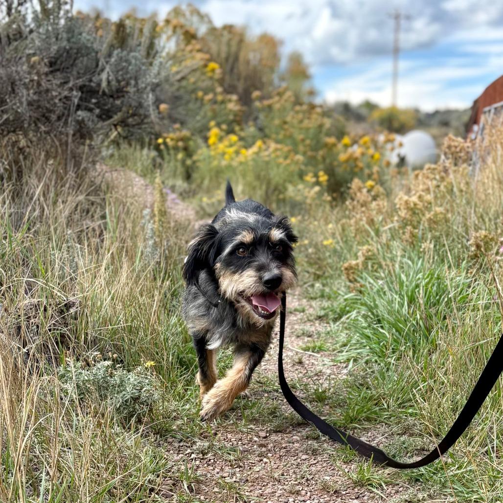 Enlarge Mina, a Adoptable Mixed Breed in Glenwood Springs, CO image 4/6