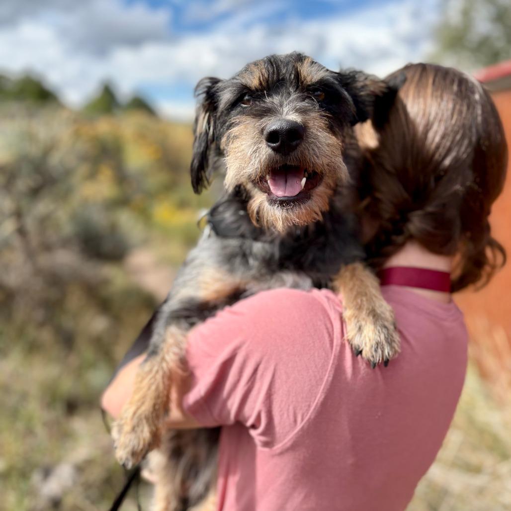 Enlarge Mina, a Adoptable Mixed Breed in Glenwood Springs, CO image 5/6