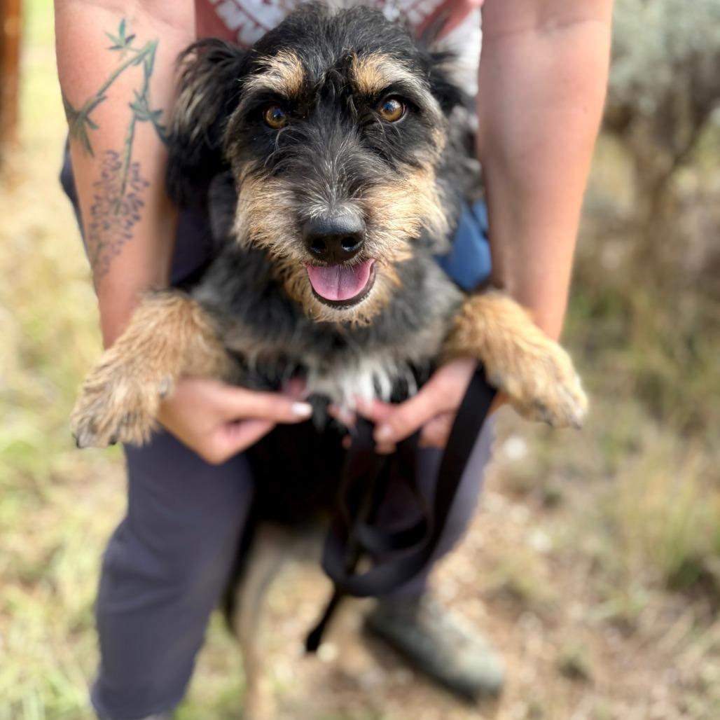 Enlarge Mina, a Adoptable Mixed Breed in Glenwood Springs, CO image 6/6