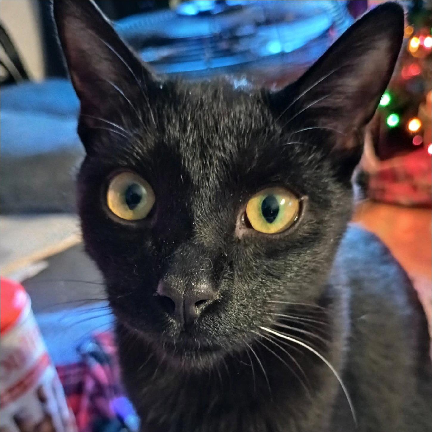 Marcel, Adoptable, Young Male Domestic Short Hair.