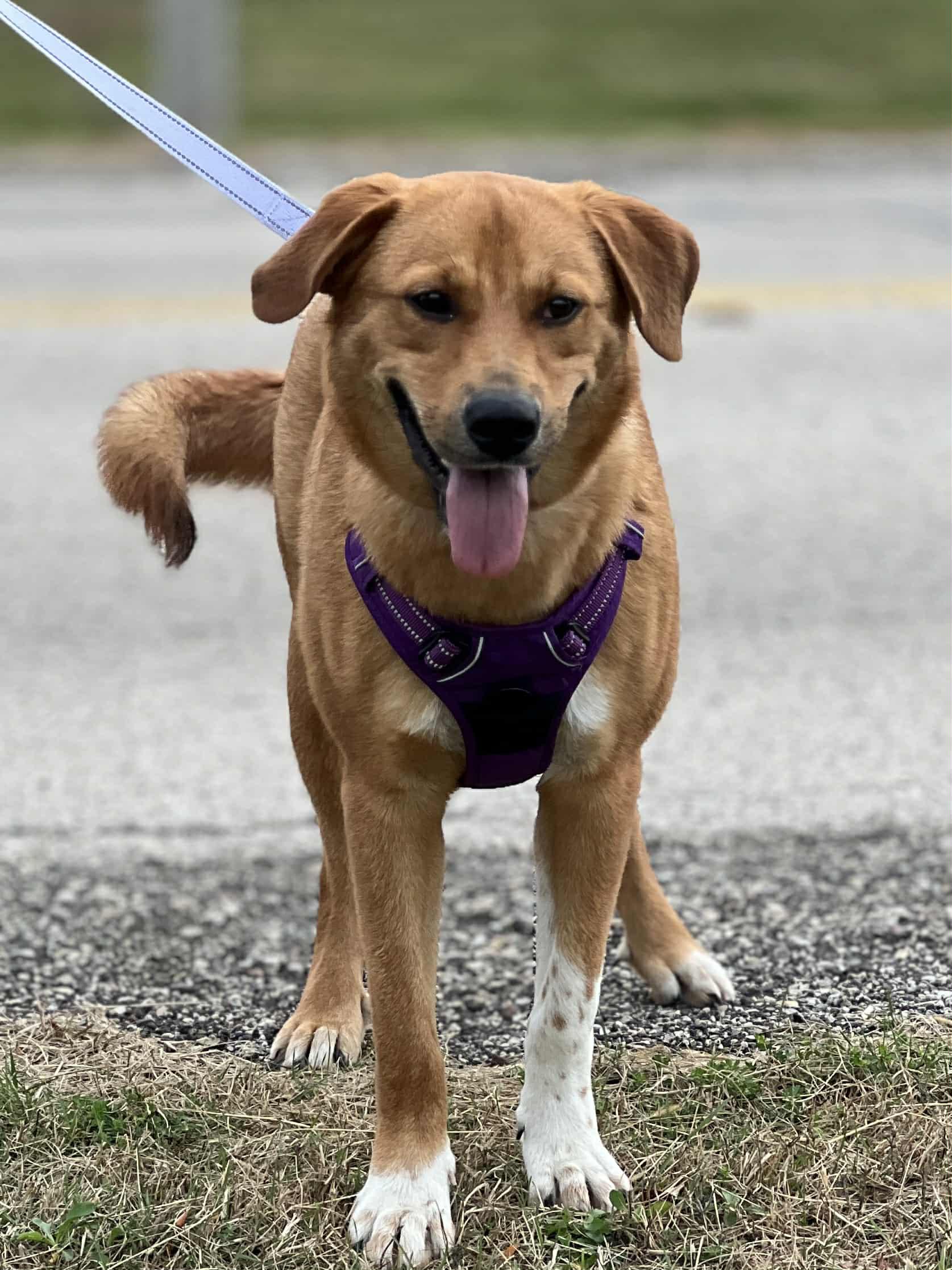 Latte the Retriever Mix!