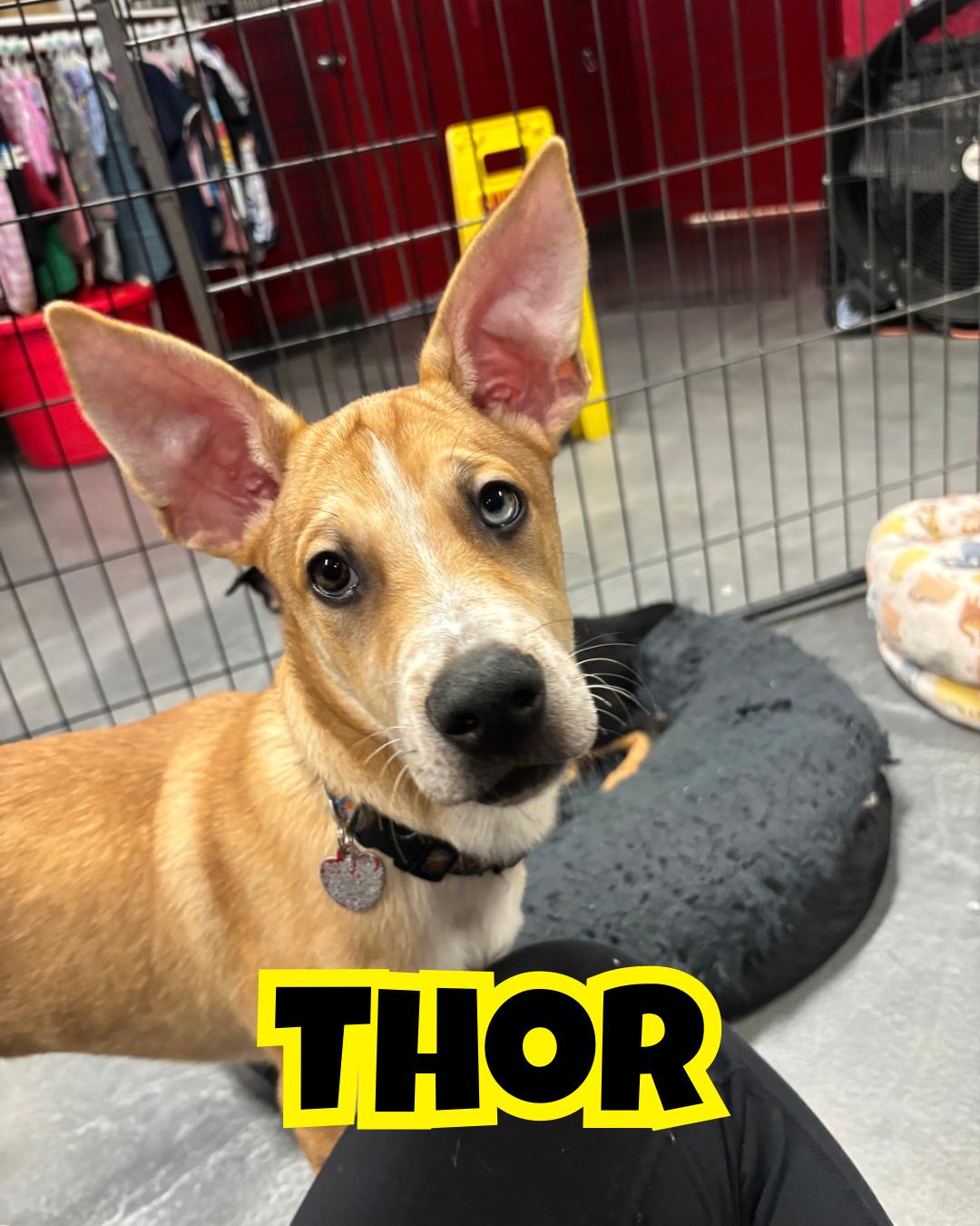 Thor