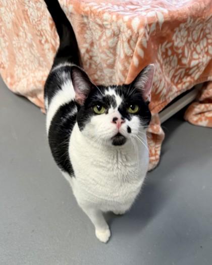 Winston, Adoptable, Senior Male Domestic Short Hair & Domestic Short Hair.