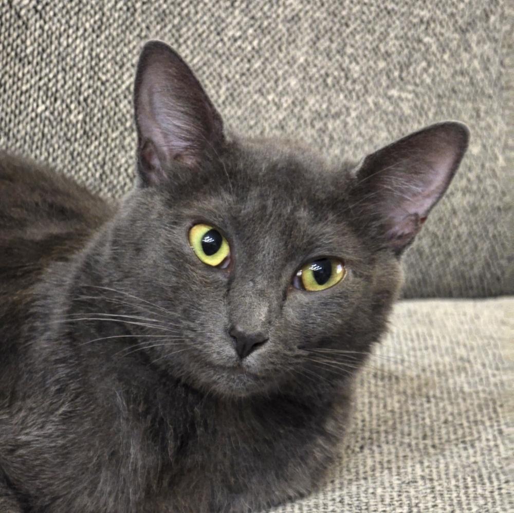 Pearl, a Adoptable Domestic Short Hair in Orlando, FL image 1/5