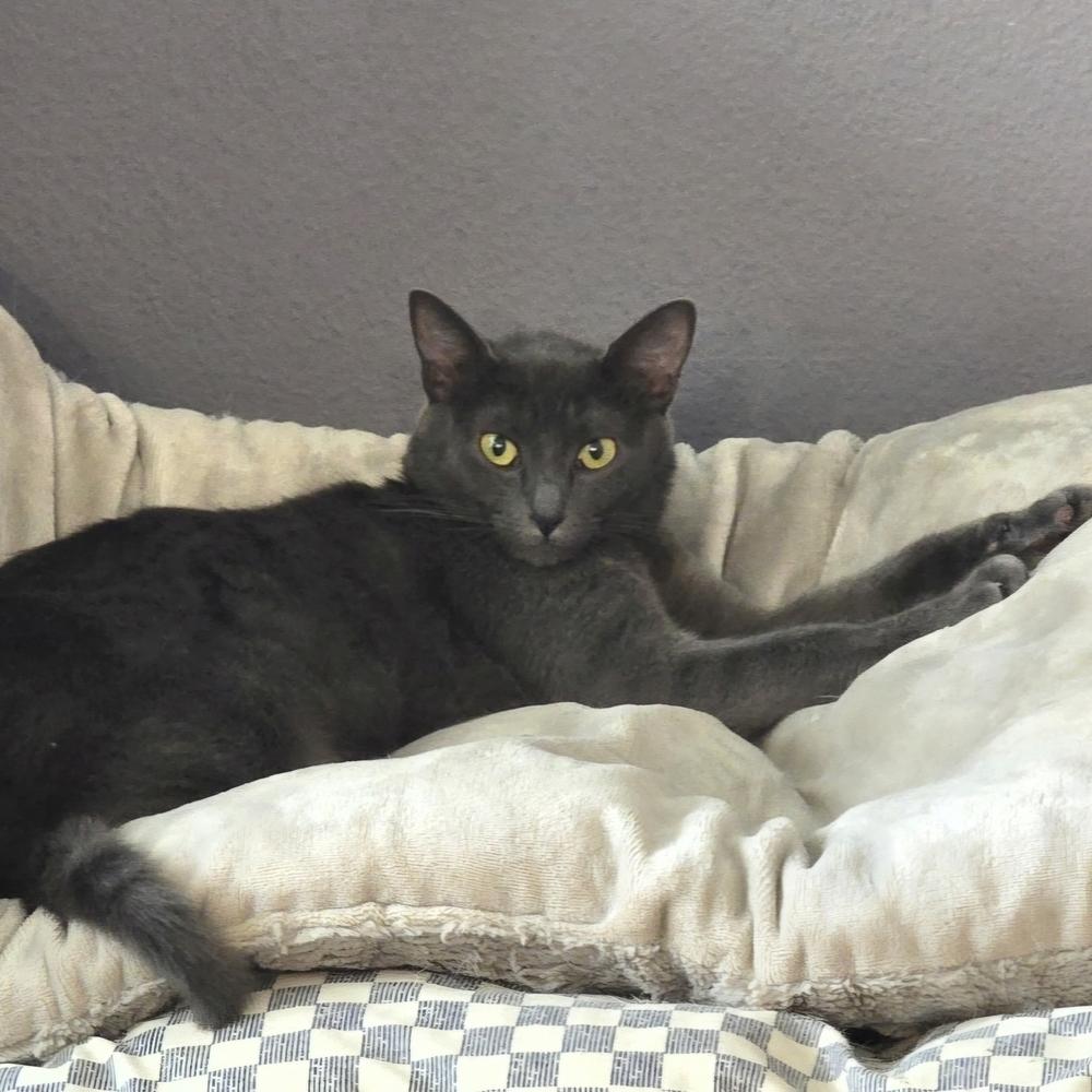 Pearl, a Adoptable Domestic Short Hair in Orlando, FL image 2/5