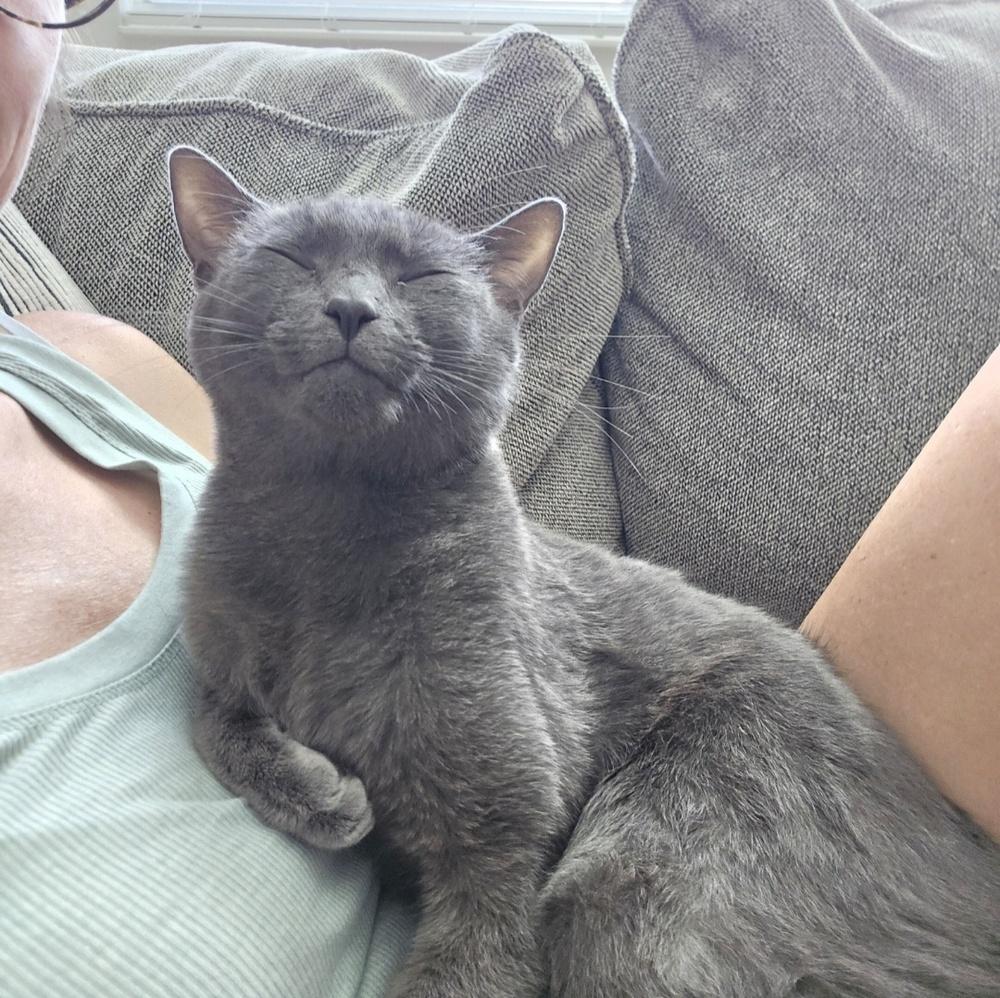 Pearl, a Adoptable Domestic Short Hair in Orlando, FL image 3/5