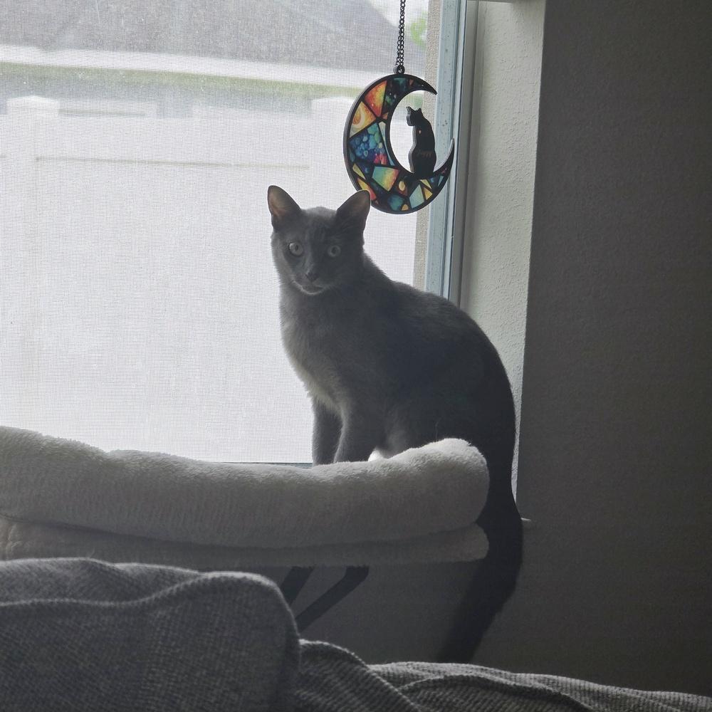 Pearl, a Adoptable Domestic Short Hair in Orlando, FL image 4/5