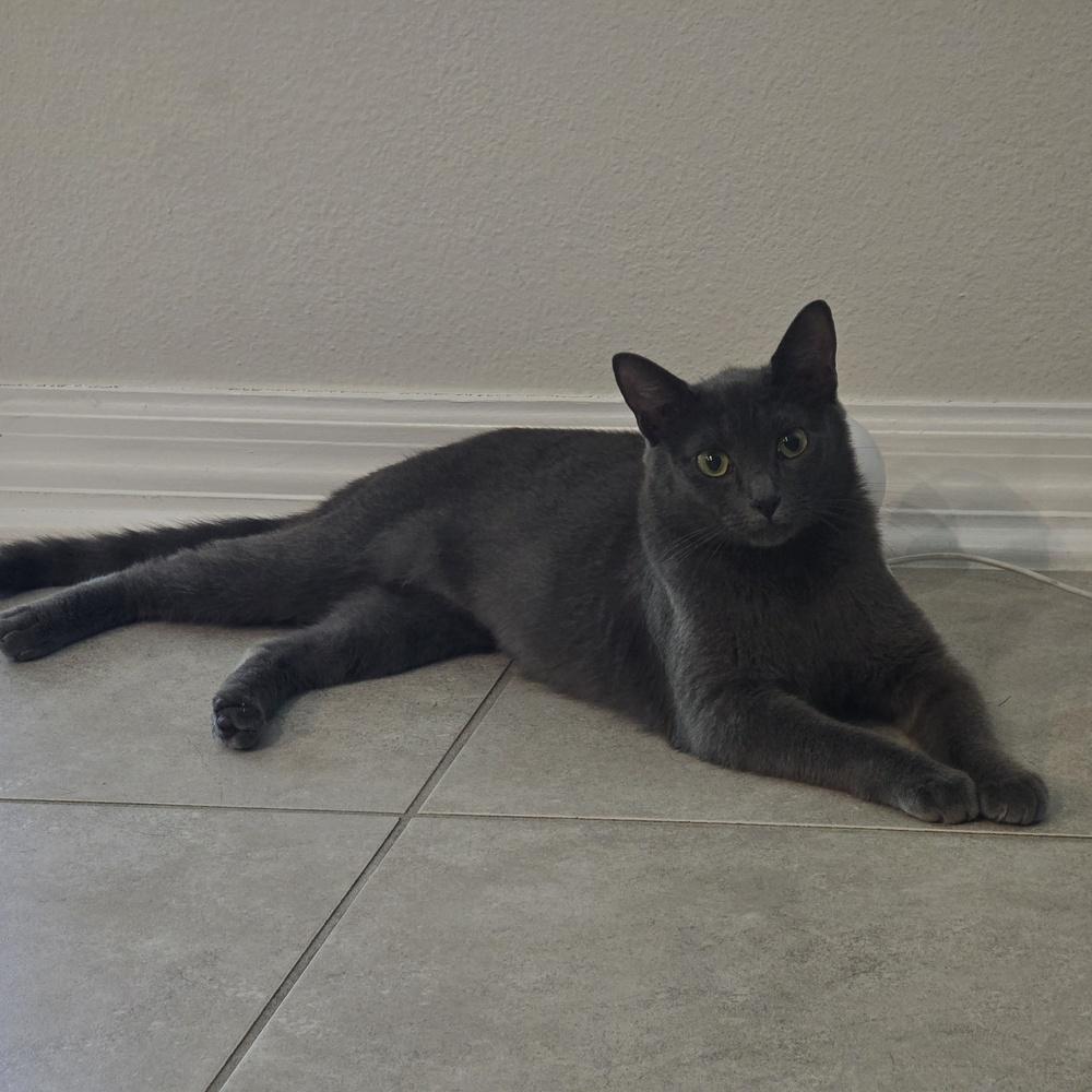Pearl, a Adoptable Domestic Short Hair in Orlando, FL image 5/5