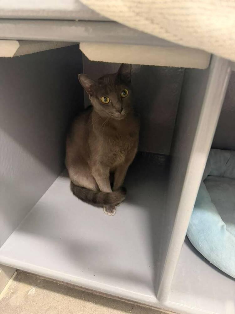 Enlarge Pearl, a Adoptable Domestic Short Hair in Orlando, FL image 6/6