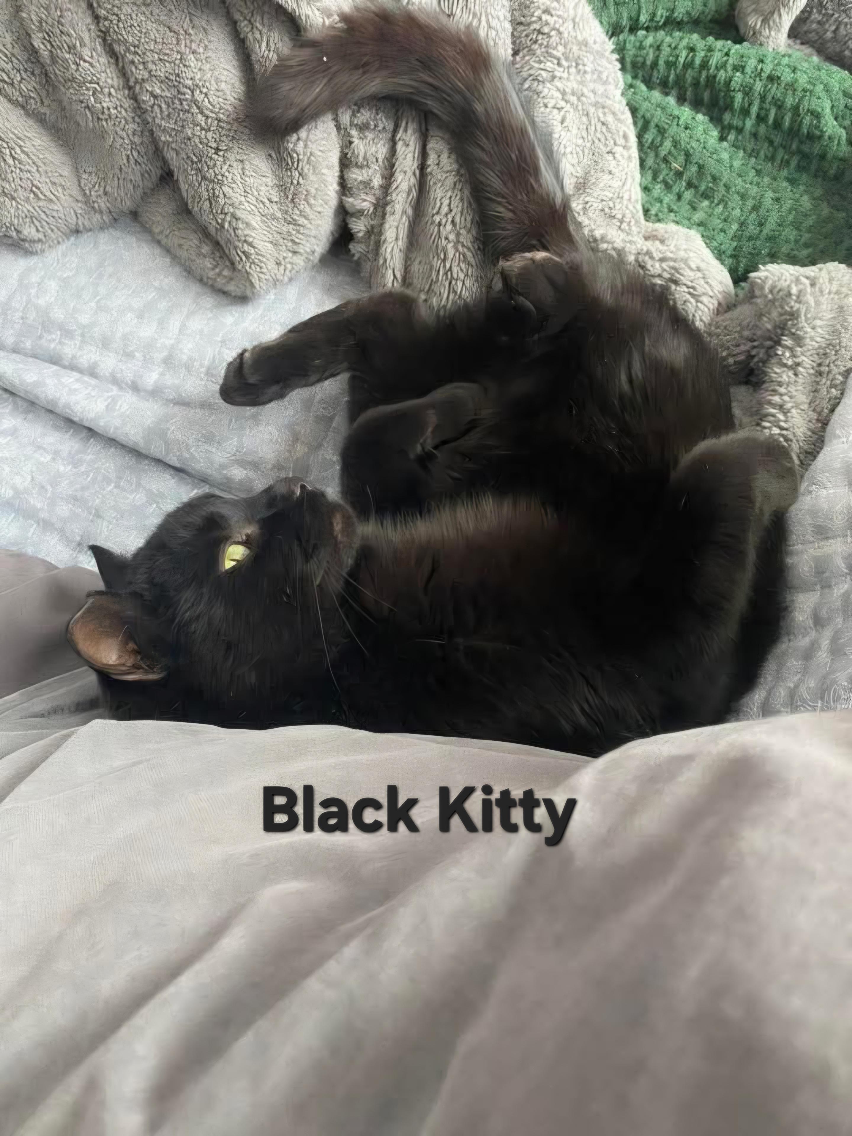 Enlarge Black Kitty, a ADOPTABLE Domestic Short Hair in Chicopee, MA image 3/4