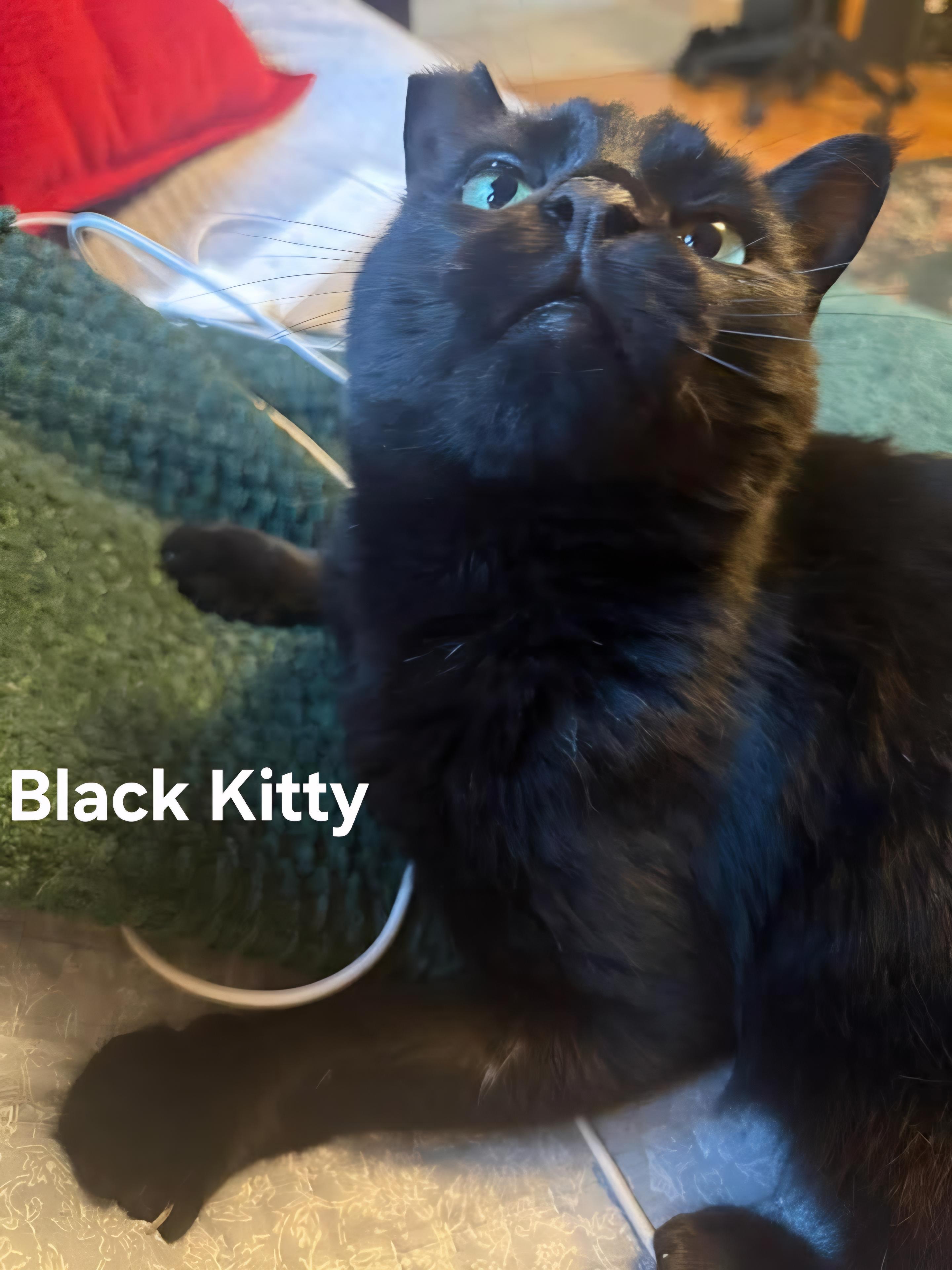 Black Kitty, a ADOPTABLE Domestic Short Hair in Chicopee, MA image 2/3
