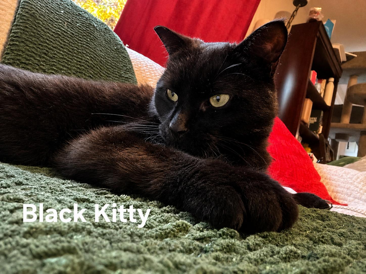 Black Kitty, a ADOPTABLE Domestic Short Hair in Chicopee, MA image 3/3
