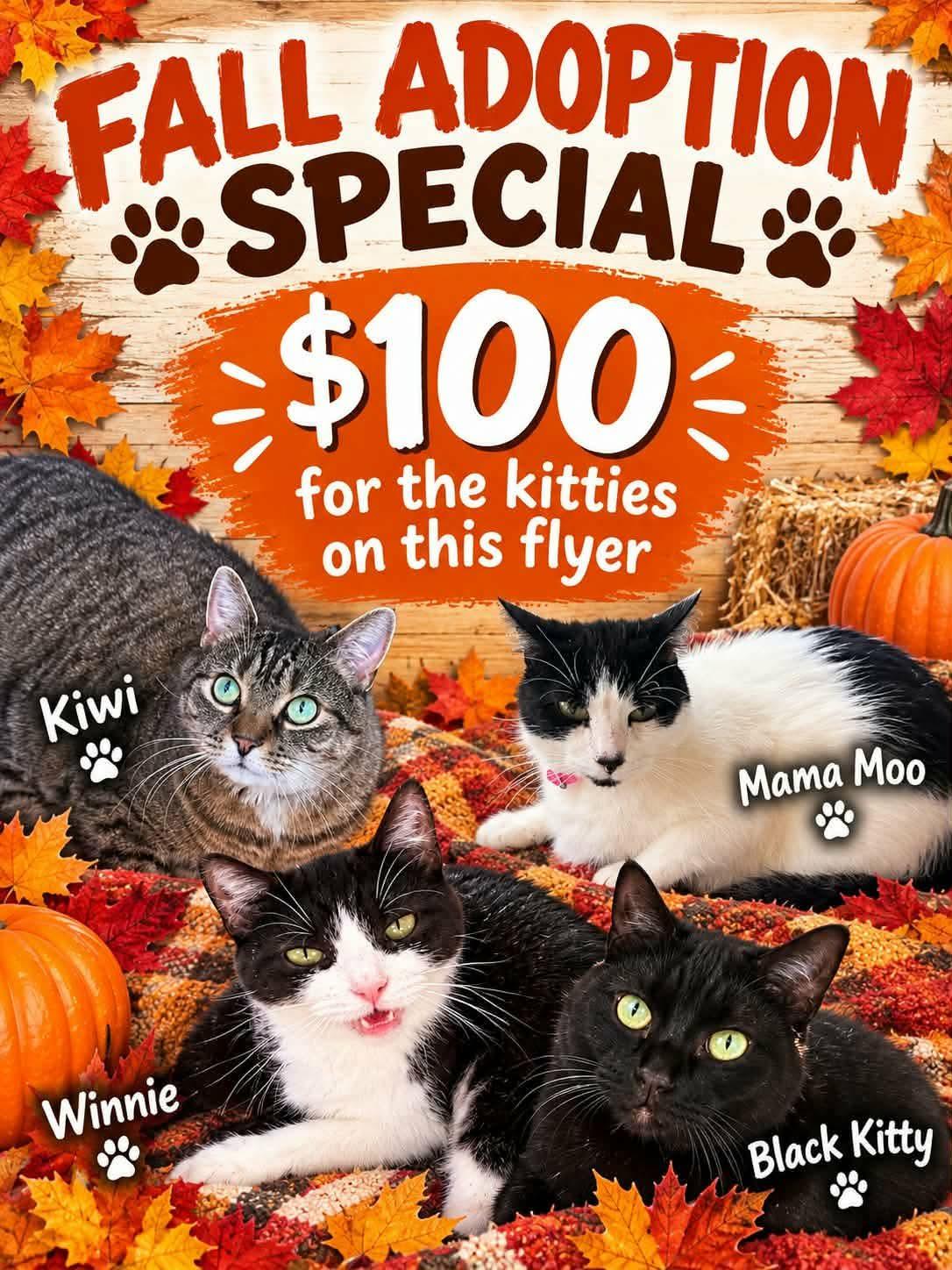 Black Kitty FALL ADOPTION SPECIAL photo