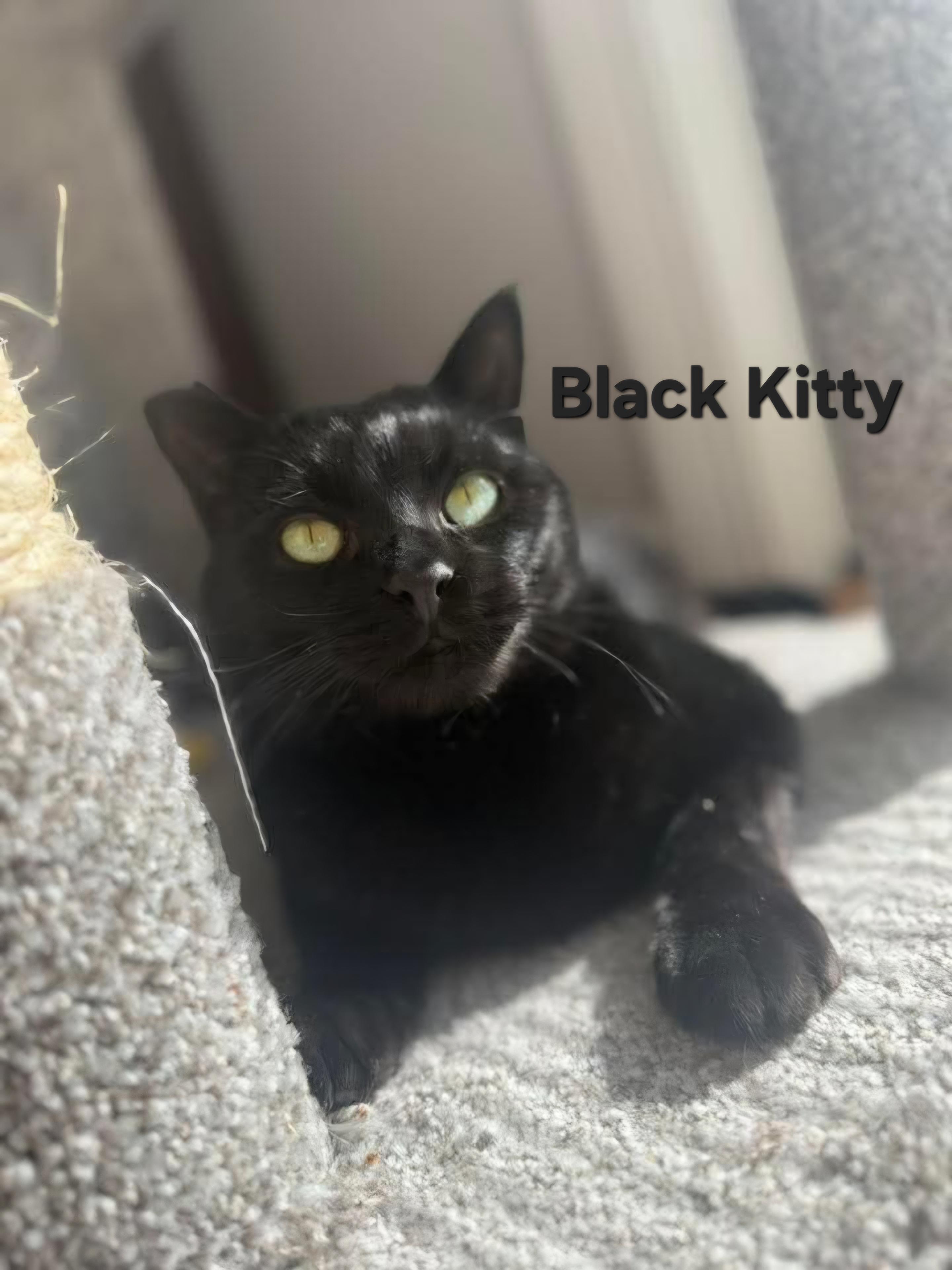 Enlarge Black Kitty, a ADOPTABLE Domestic Short Hair in Chicopee, MA image 4/4