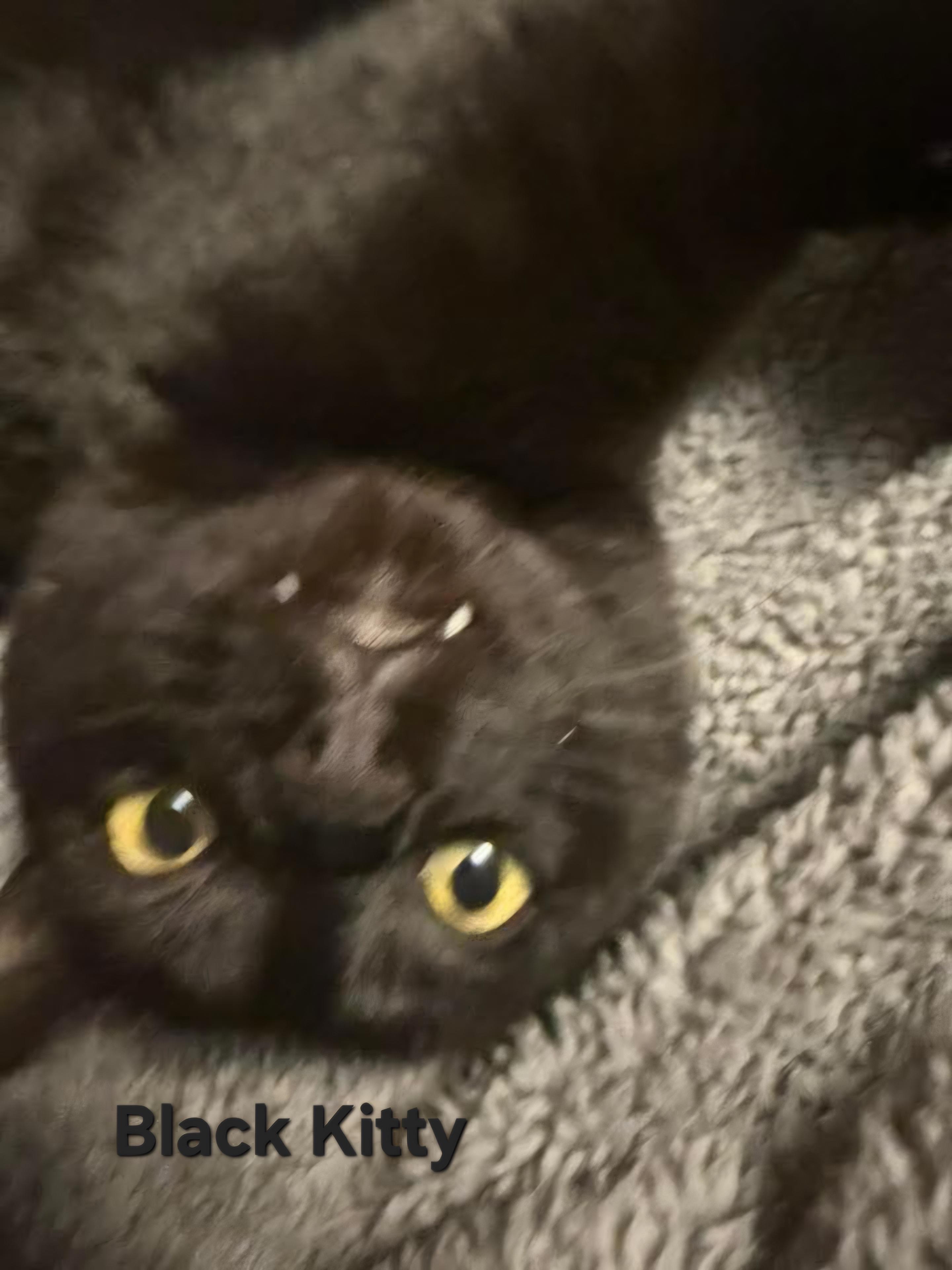 Enlarge Black Kitty, a ADOPTABLE Domestic Short Hair in Chicopee, MA image 1/4