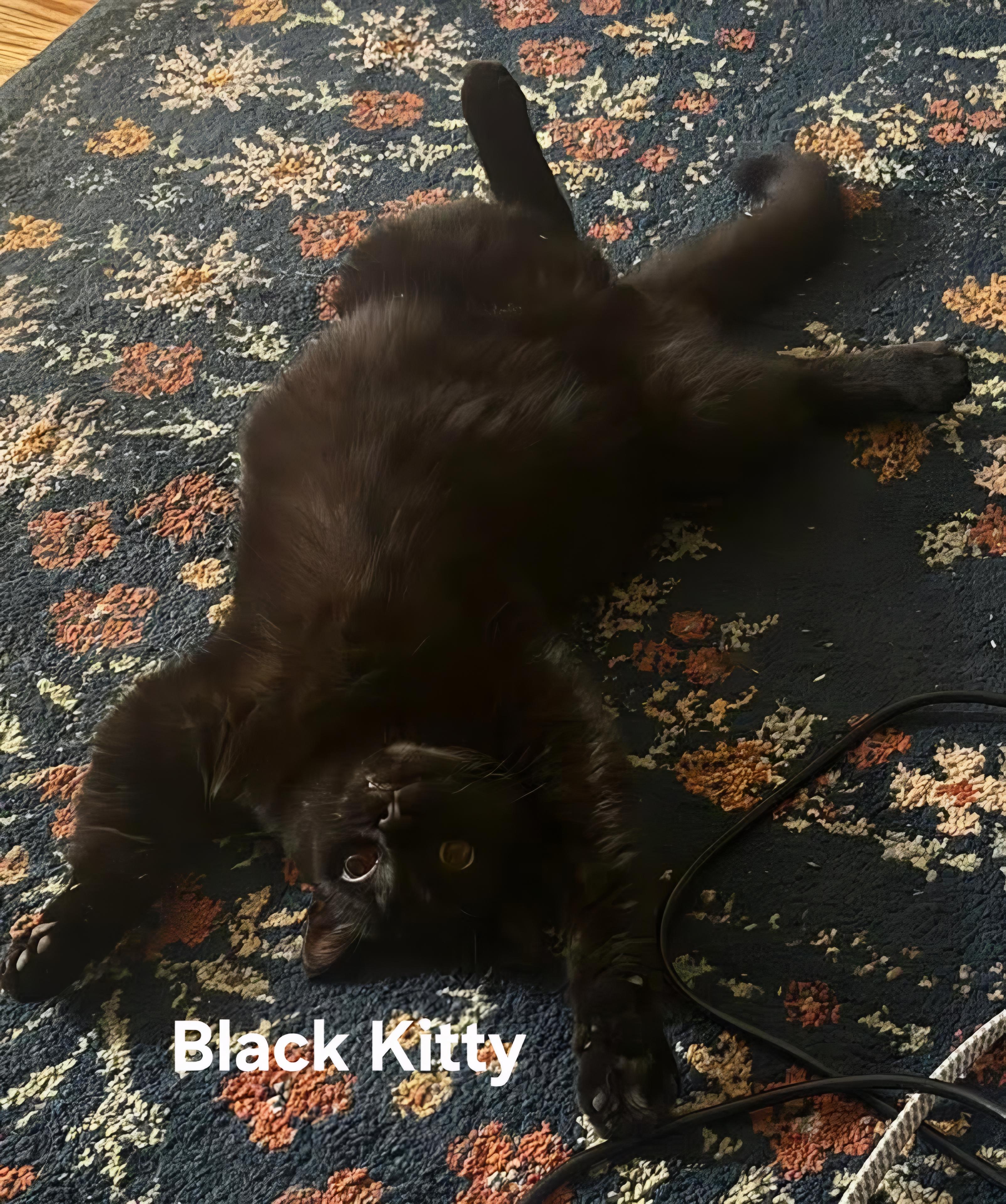 Black Kitty, ADOPTABLE, Adult Male Domestic Short Hair.