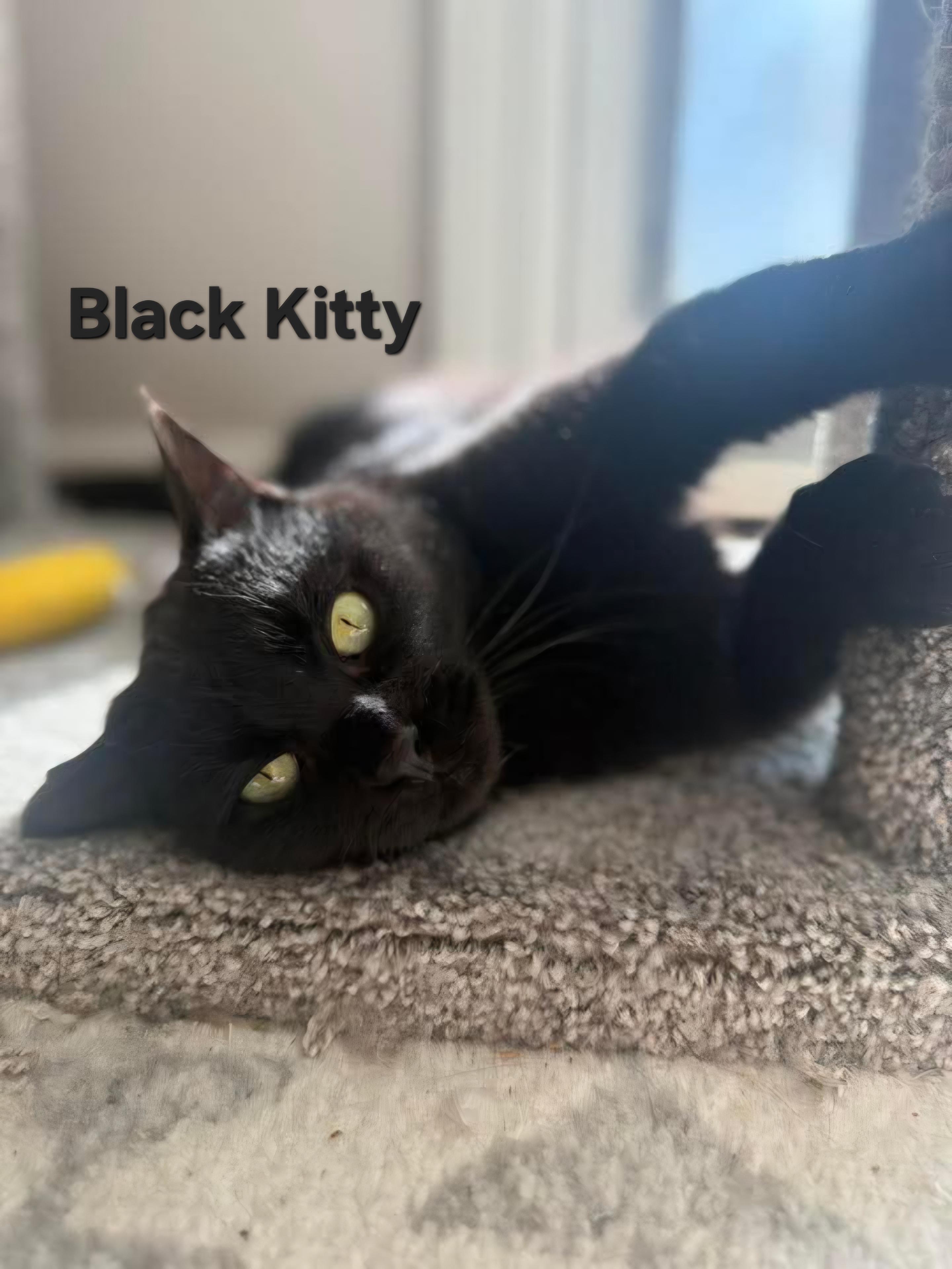 Enlarge Black Kitty, a ADOPTABLE Domestic Short Hair in Chicopee, MA image 2/4