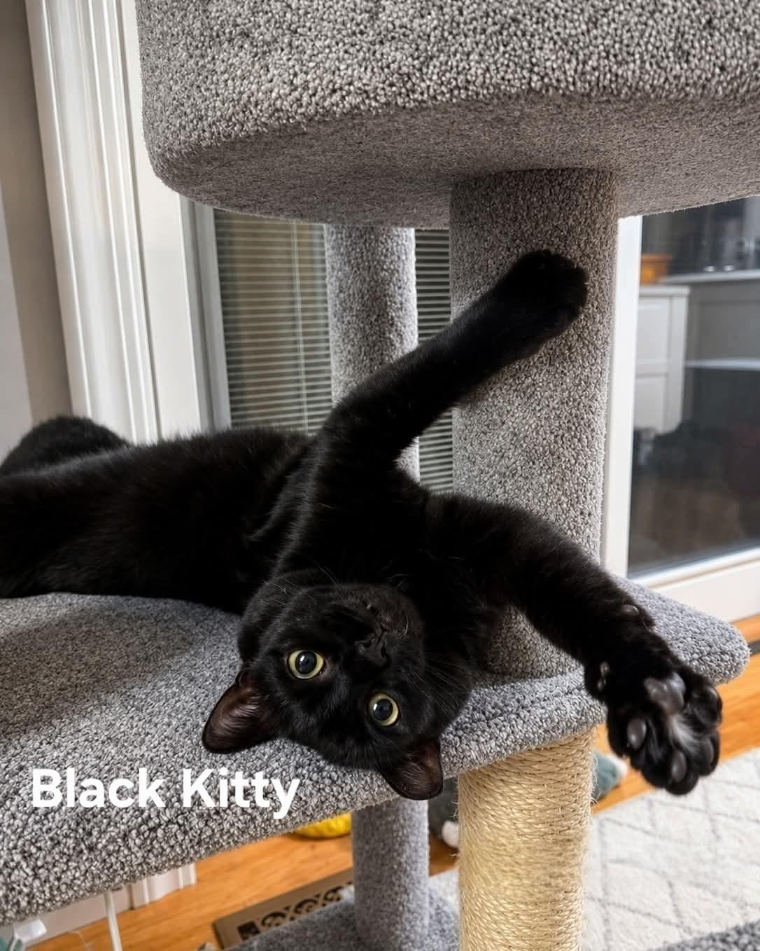Enlarge Black Kitty, a ADOPTABLE Domestic Short Hair in Chicopee, MA image 2/2