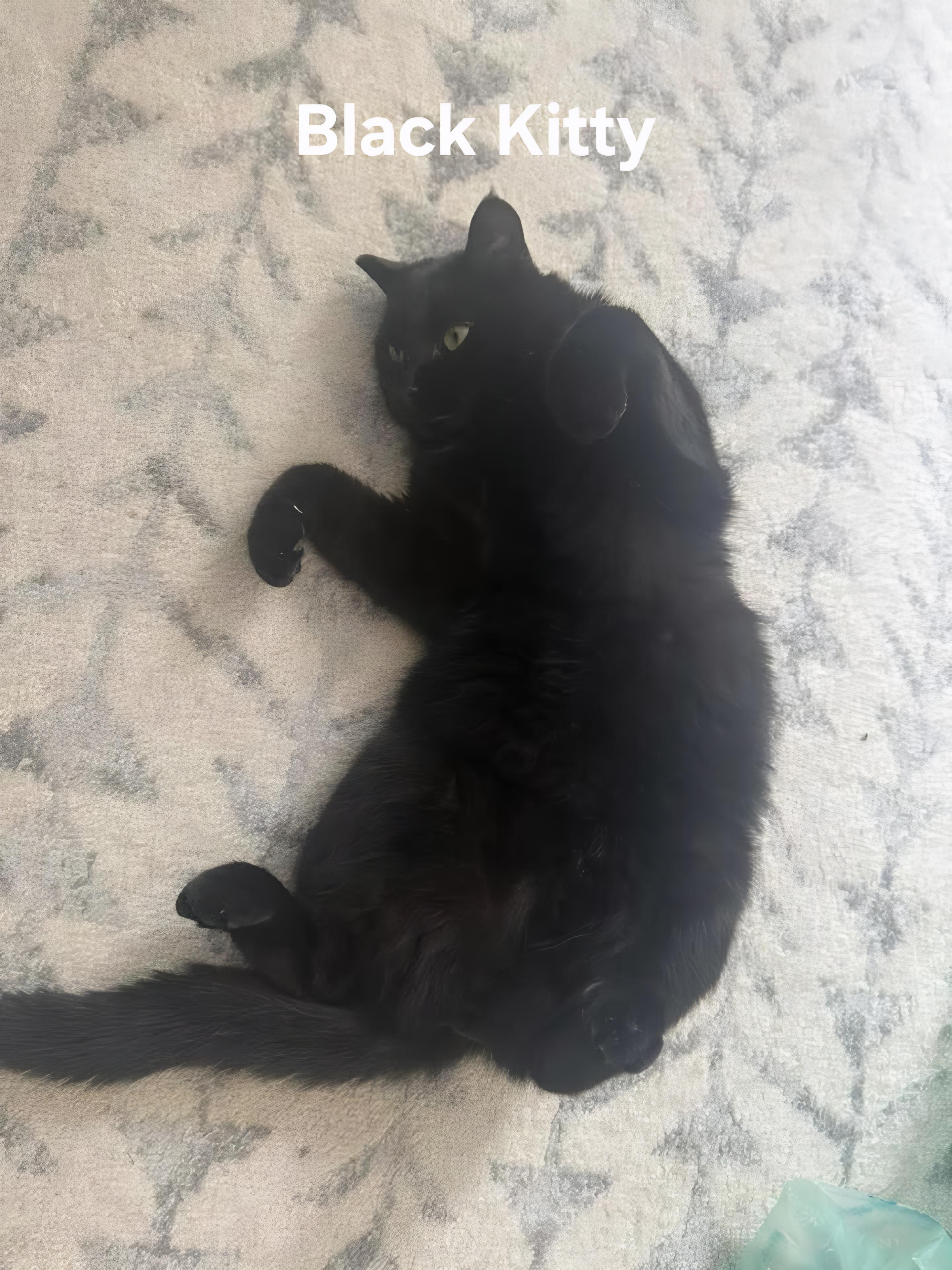 Enlarge Black Kitty, a ADOPTABLE Domestic Short Hair in Chicopee, MA image 1/2