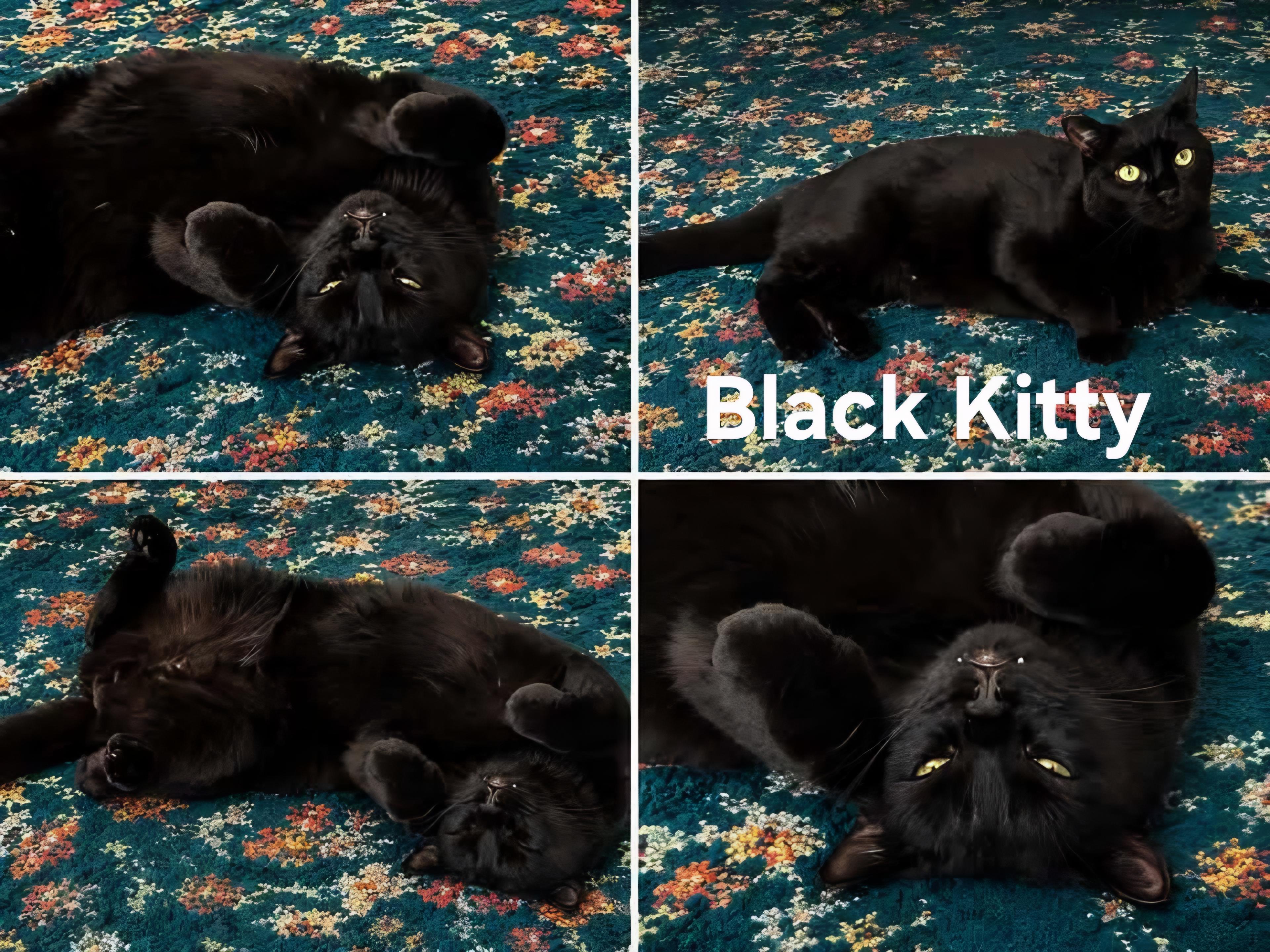 Black Kitty, ADOPTABLE, Adult Male Domestic Short Hair.