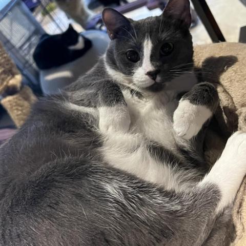 Asher, a Adoptable Domestic Short Hair in Davie, FL image 1/3