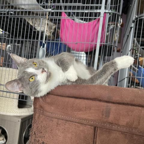 Asher, a Adoptable Domestic Short Hair in Davie, FL image 2/3