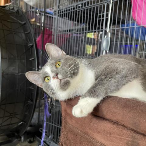 Asher, Adoptable, Adult Female Domestic Short Hair.