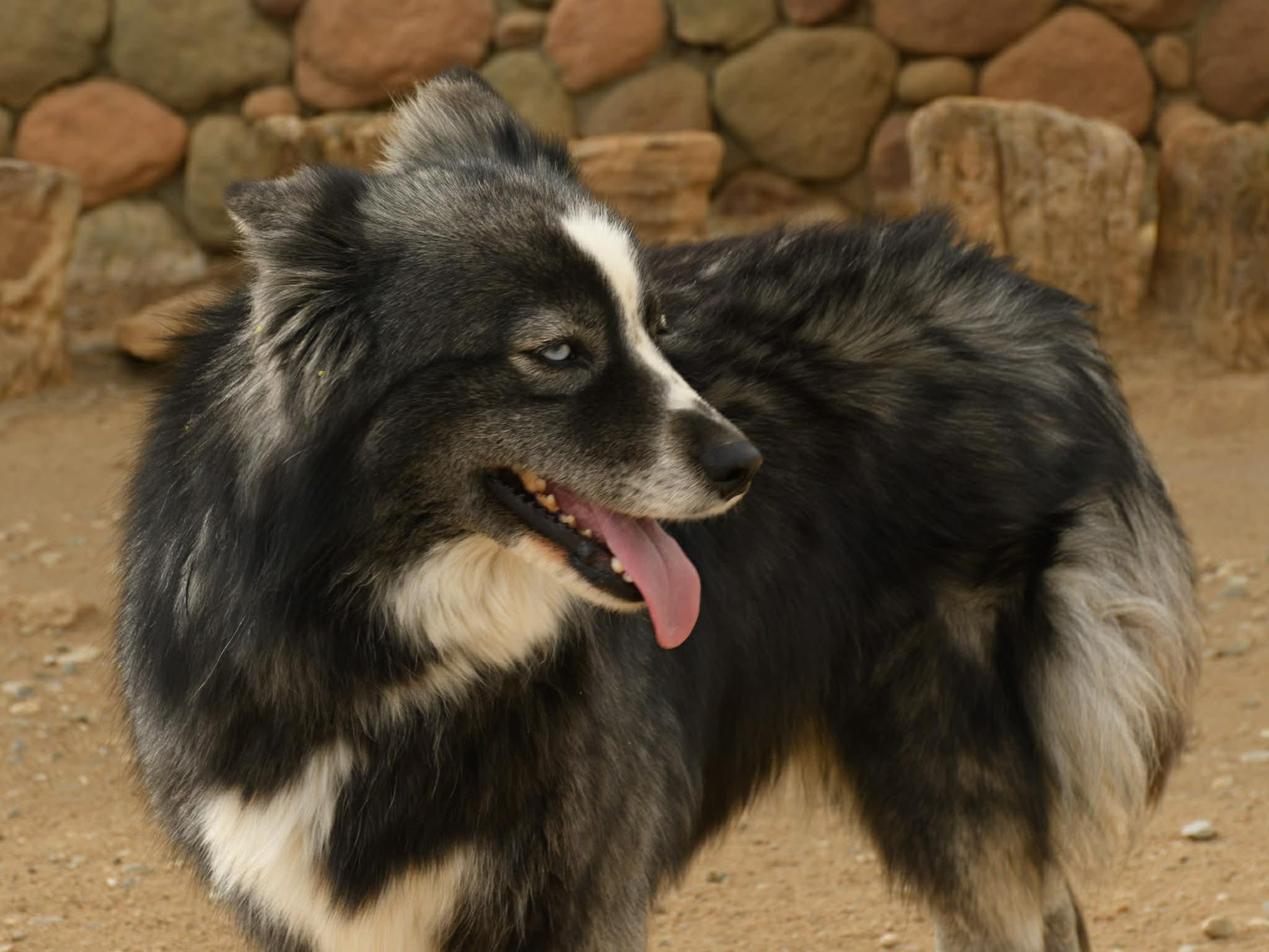 Enlarge Barbara, a Adoptable mixed breed in Forest Falls, CA image 2/5