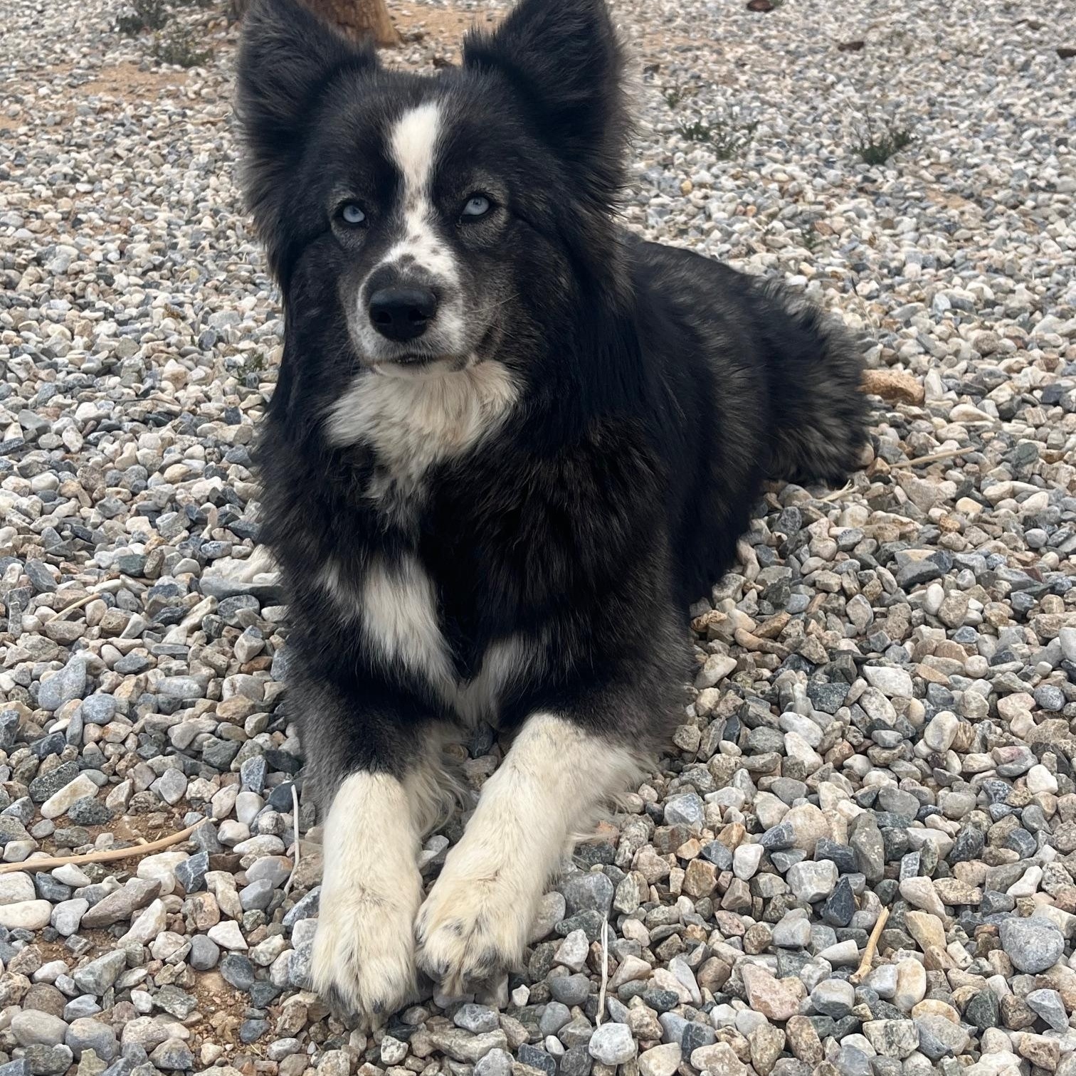 Enlarge Barbara, a Adoptable mixed breed in Forest Falls, CA image 1/5