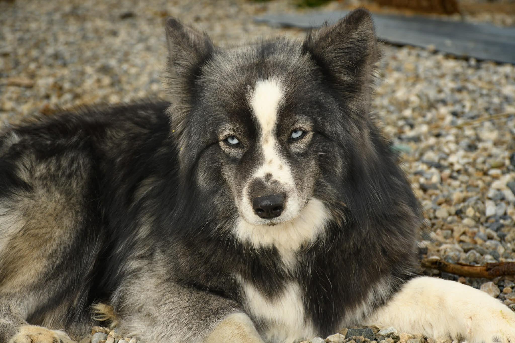 Enlarge Barbara, a Adoptable mixed breed in Forest Falls, CA image 4/5