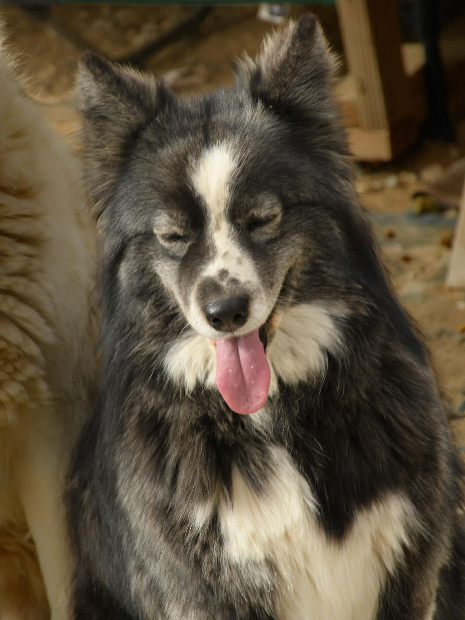 Enlarge Barbara, a Adoptable mixed breed in Forest Falls, CA image 1/5
