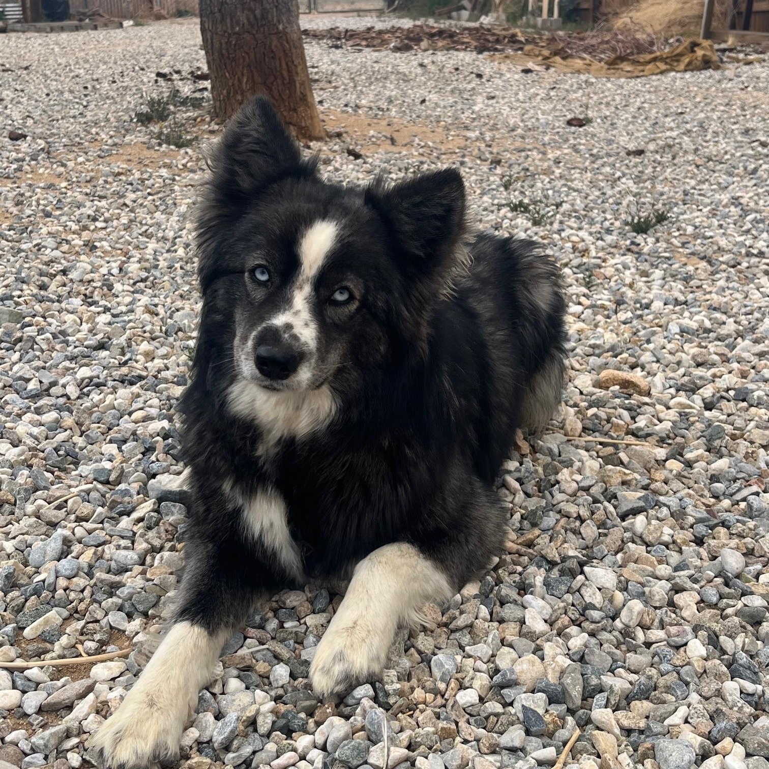 Enlarge Barbara, a Adoptable mixed breed in Forest Falls, CA image 2/5