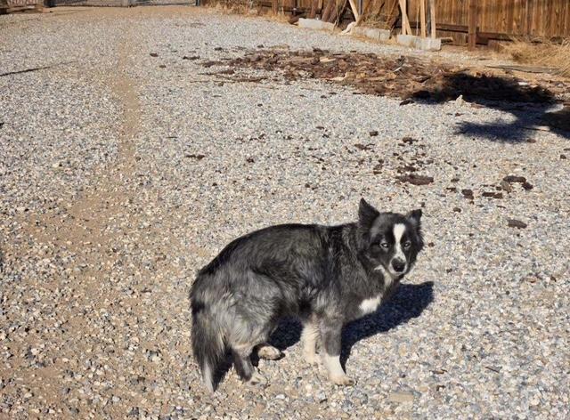 Enlarge Barbara, a Adoptable mixed breed in Forest Falls, CA image 3/5