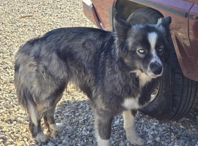 Enlarge Barbara, a Adoptable mixed breed in Forest Falls, CA image 4/5