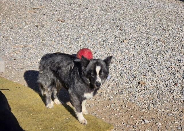 Enlarge Barbara, a Adoptable mixed breed in Forest Falls, CA image 5/5