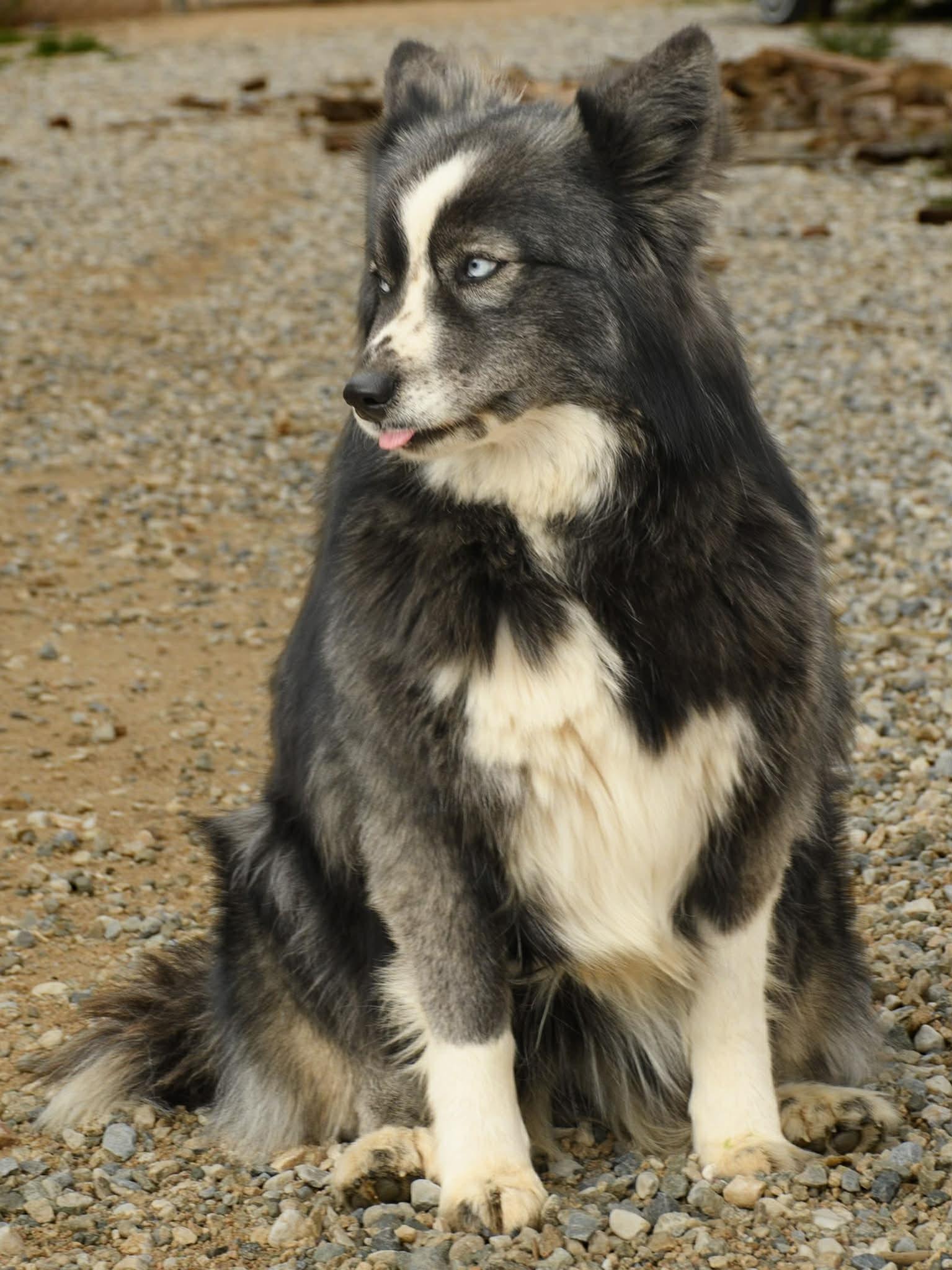 Enlarge Barbara, a Adoptable mixed breed in Forest Falls, CA image 3/5