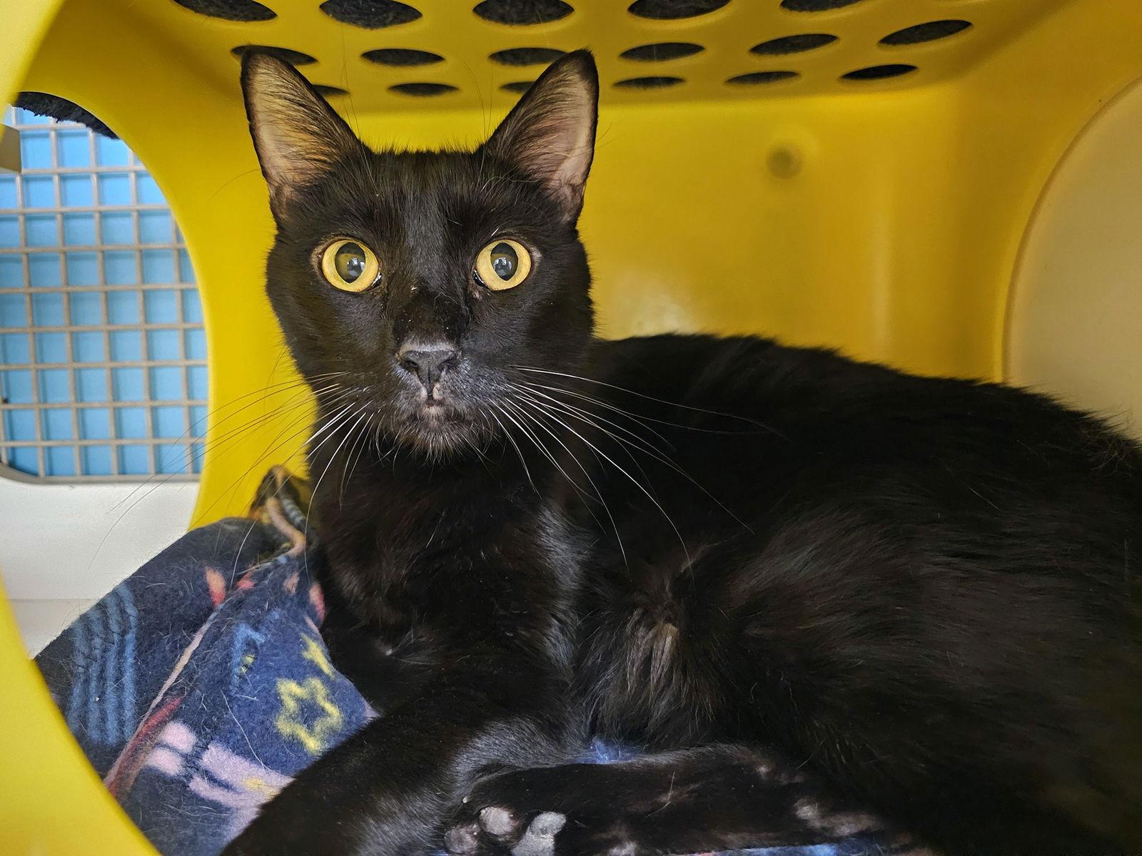 Enlarge Manhattan, a Adoptable Domestic Short Hair in Mission Viejo, CA image 2/3