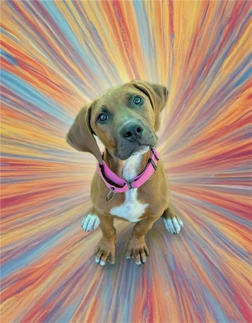 Enlarge MONROE, a Adoptable mixed breed in Sarasota, FL image 1/1
