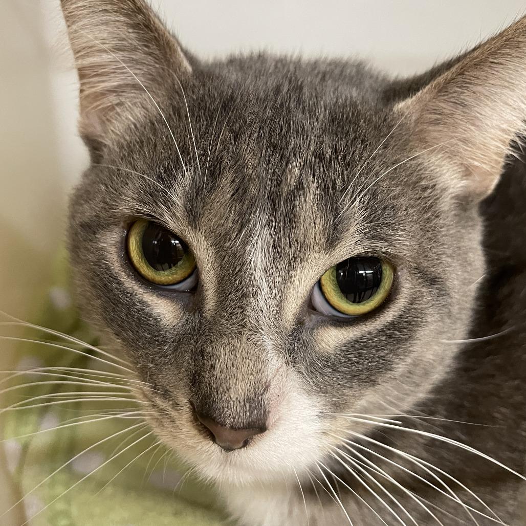 Antinous, Adoptable, Adult Male Domestic Short Hair.