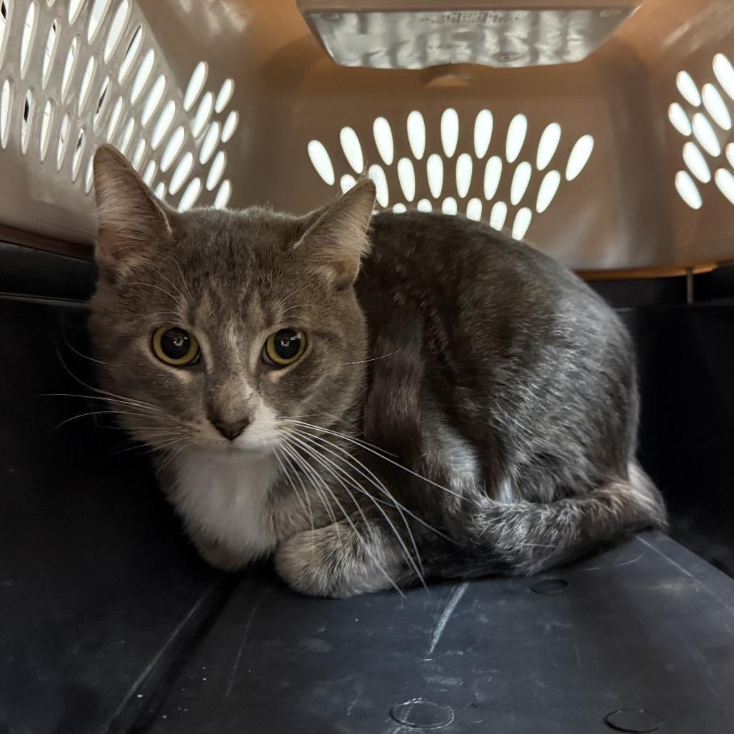 Enlarge Antinous, a Adoptable Domestic Short Hair in Madison, WI image 2/2