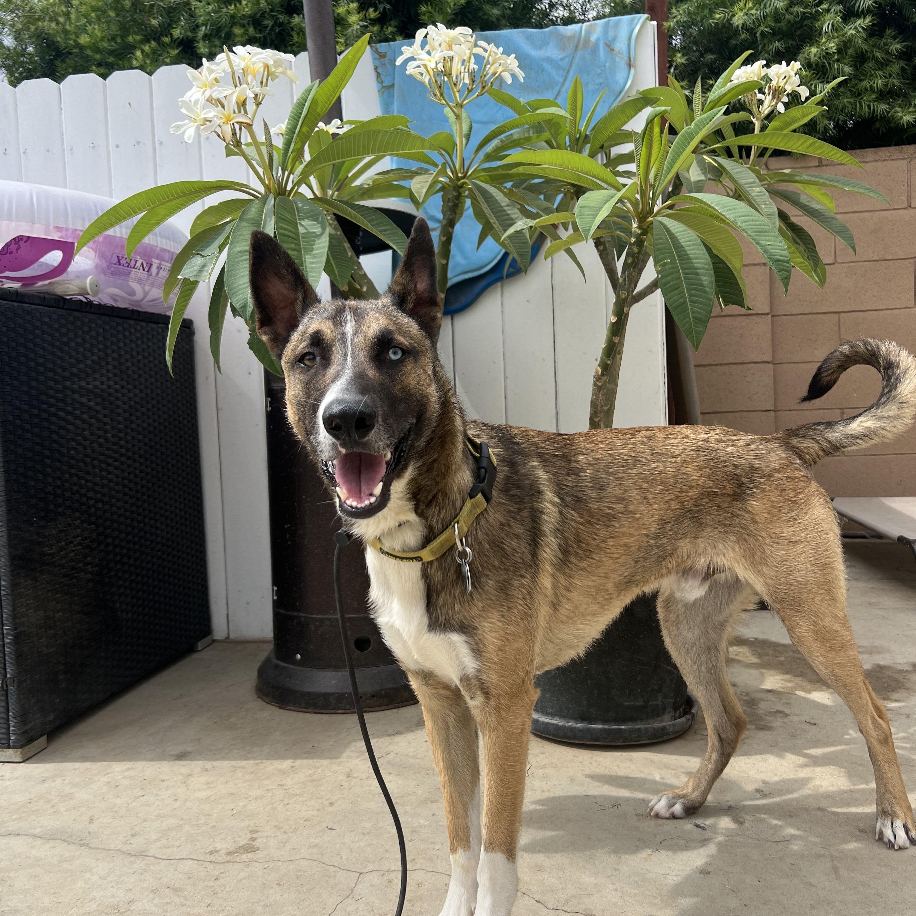 Mush, a Adoptable mixed breed in Los Angeles, CA image 1/6