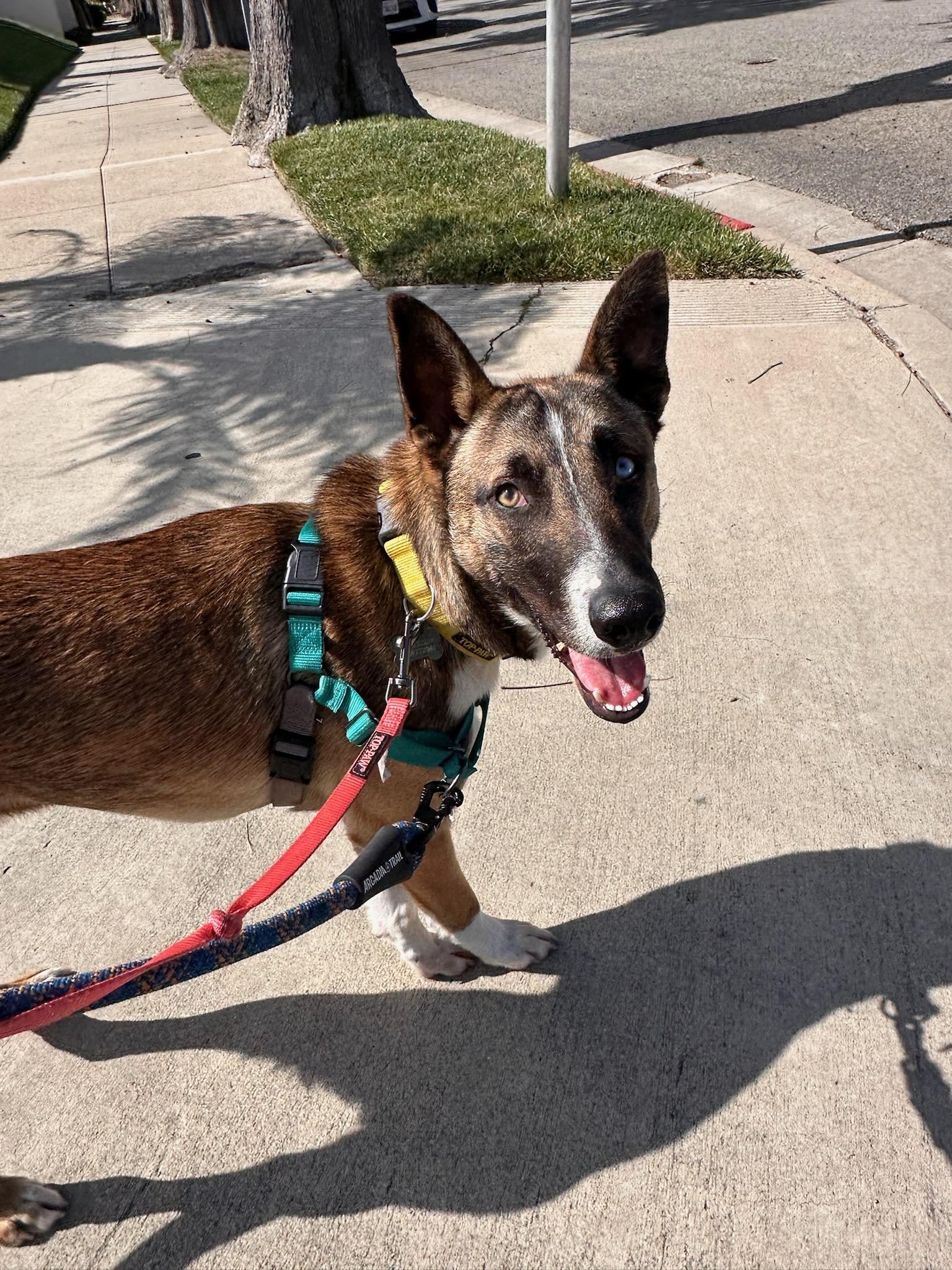 Mush, a Adoptable mixed breed in Los Angeles, CA image 2/6