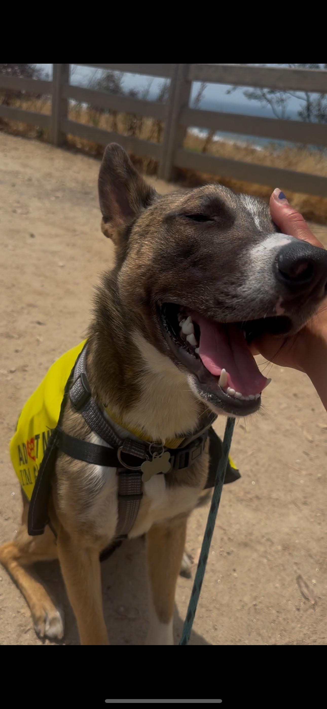 Mush, a Adoptable mixed breed in Los Angeles, CA image 3/6