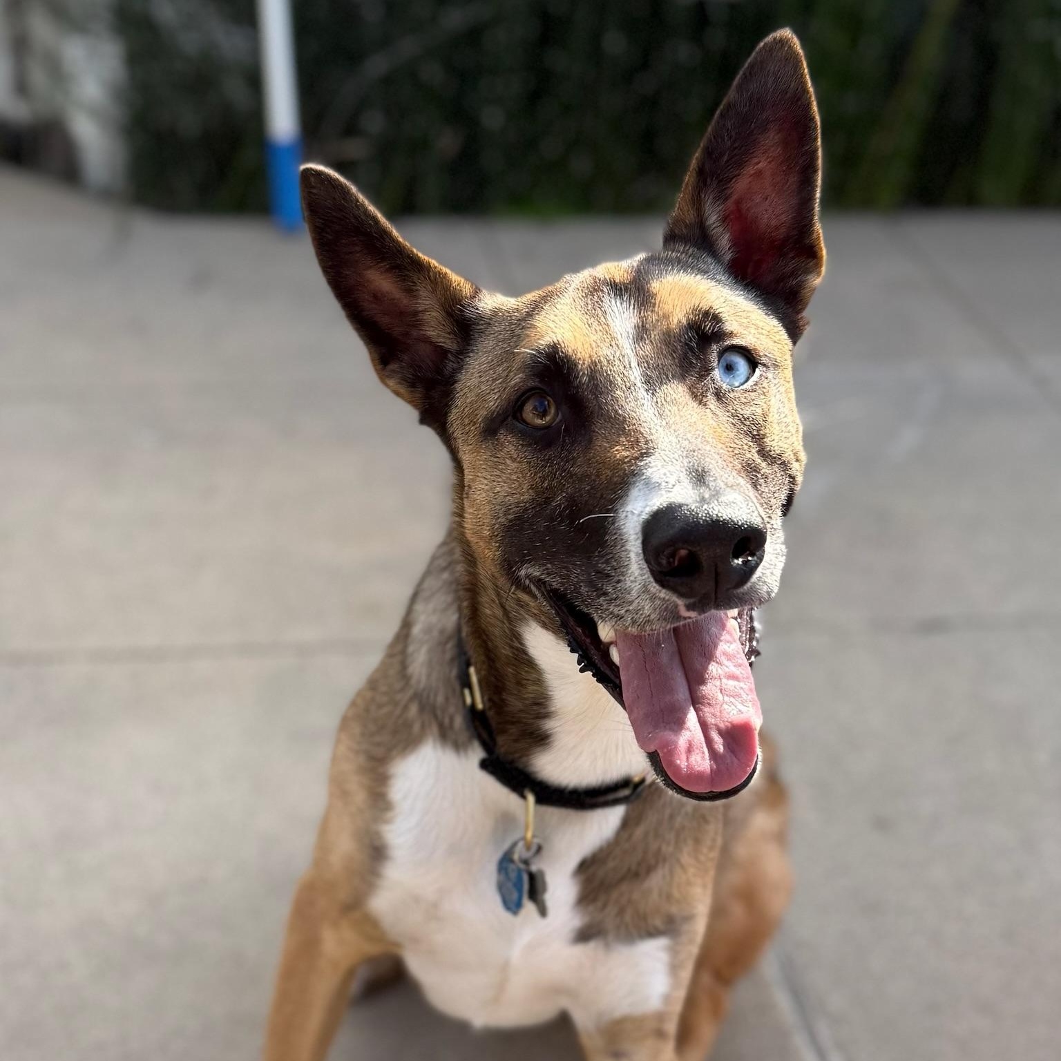 Enlarge Mush, a Adoptable mixed breed in Los Angeles, CA image 6/6