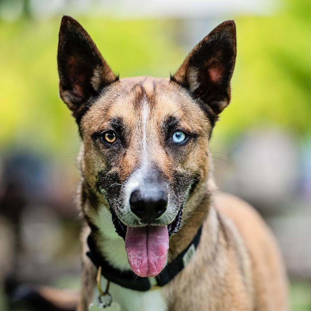 Enlarge Mush, a Adoptable mixed breed in Los Angeles, CA image 1/6
