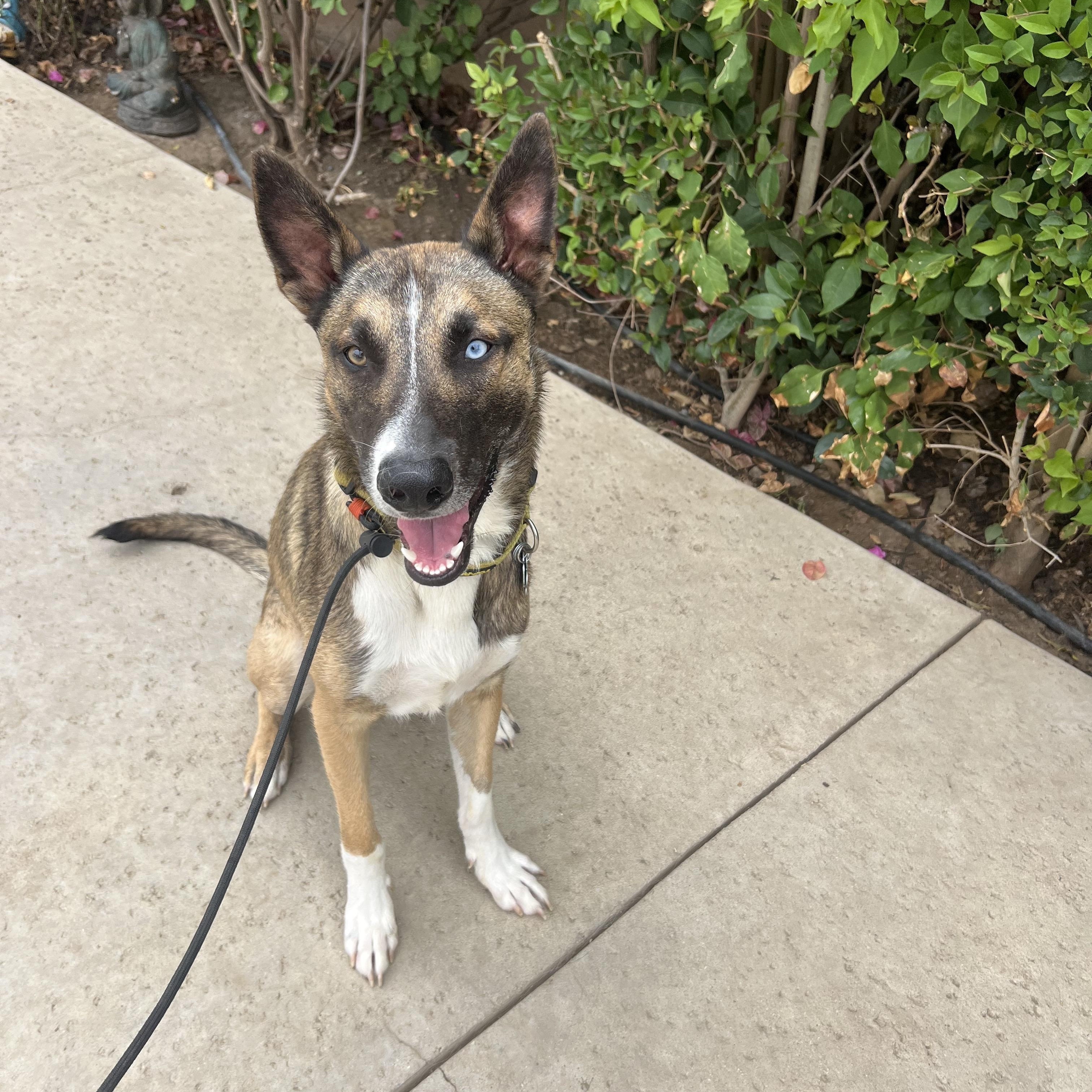 Mush, a Adoptable mixed breed in Los Angeles, CA image 4/6